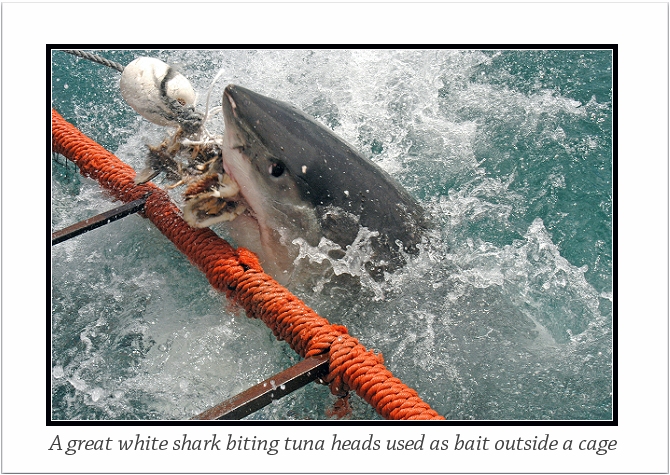 A great white shark biting tuna bait off False Bay in Cape Town, South Africa